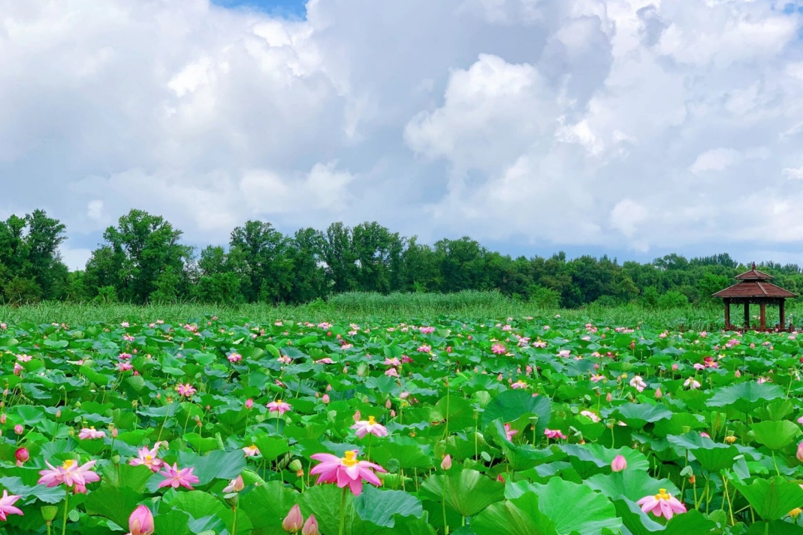 Lotus Wetland